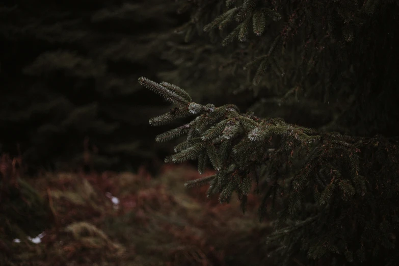 some mossy tree limbs on the side of a forest