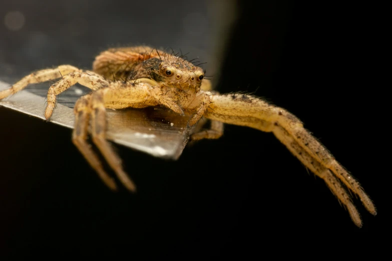 a small spider crawling on a leaf with long legs