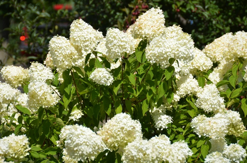 a group of white flowers in the bush