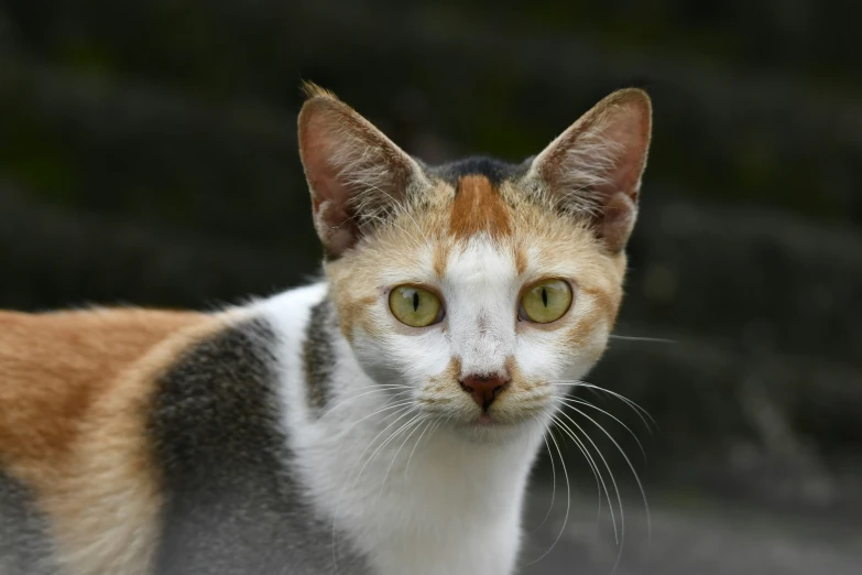 a close up view of a cat, which is very blurry