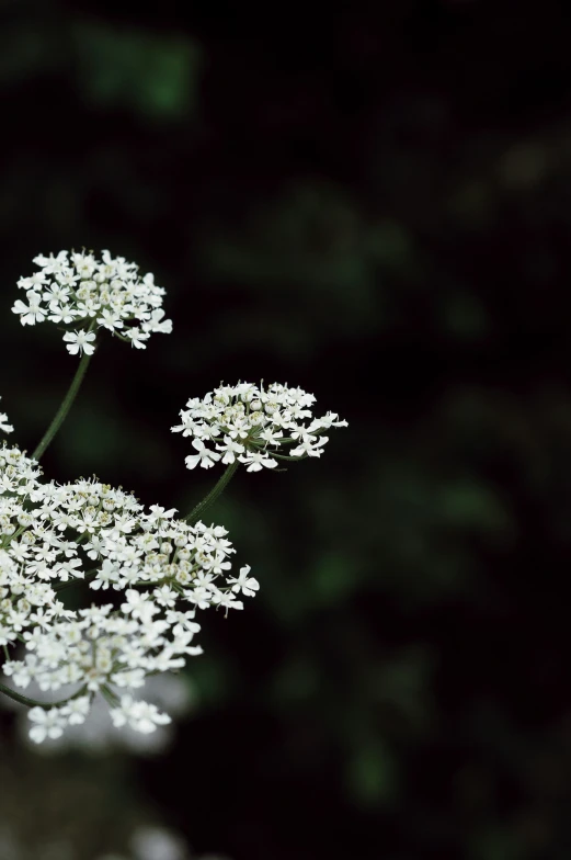 this is a small bunch of white flowers