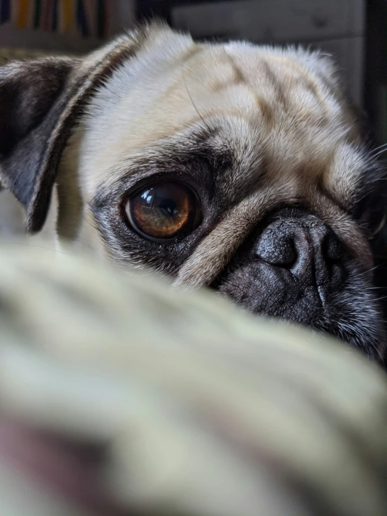 a pug with floppy ears laying on top of a bed