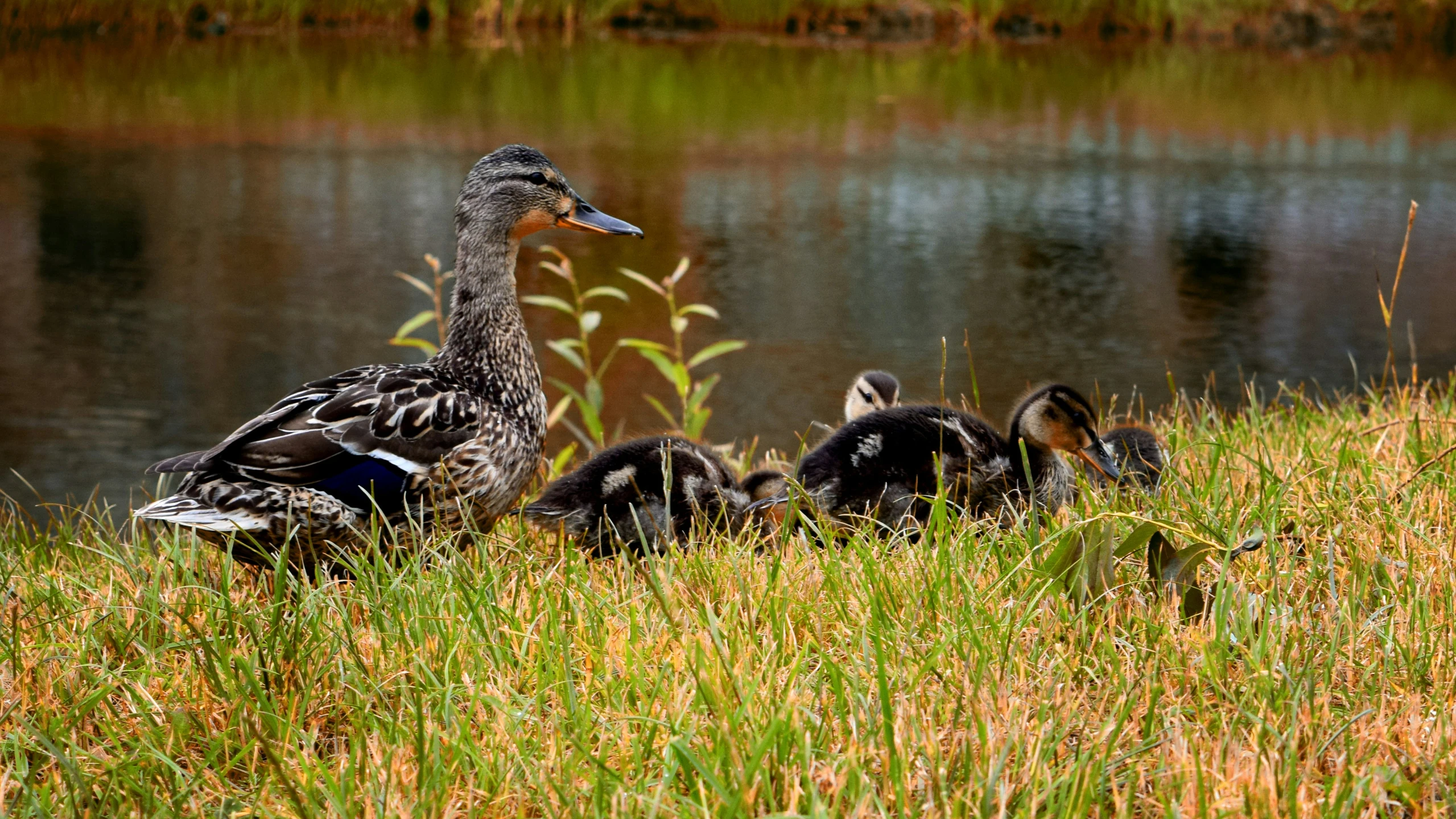 several ducks stand together in the grass near water