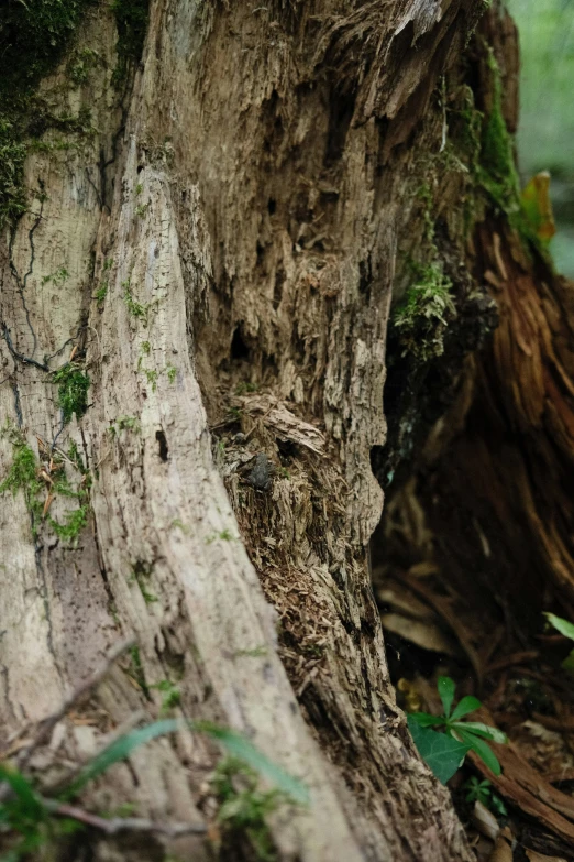 the side of a very old looking tree that is missing its bark