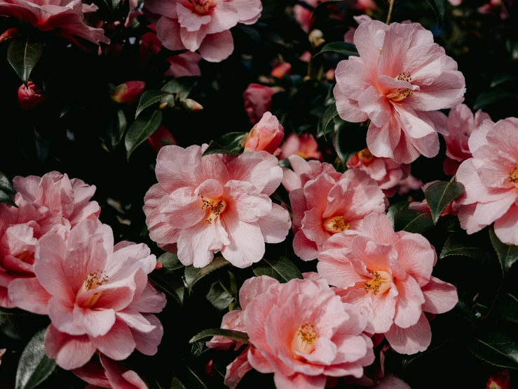 an image of pink flowers with green leaves