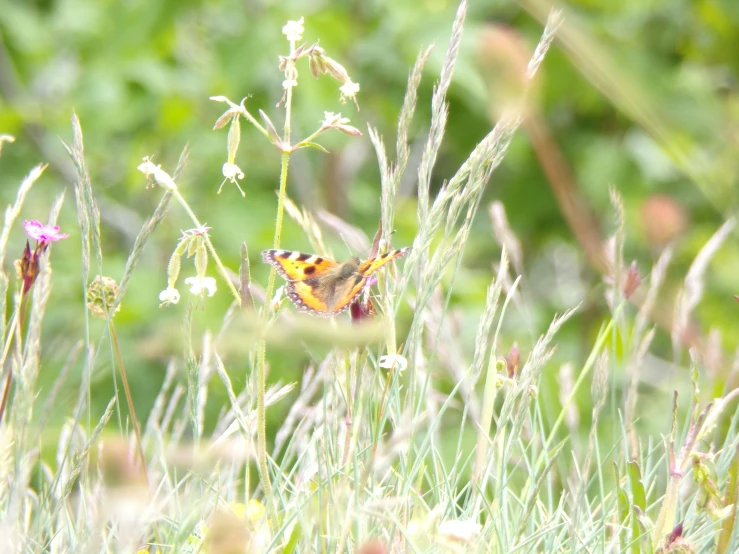 there are some flowers and bugs in the wild