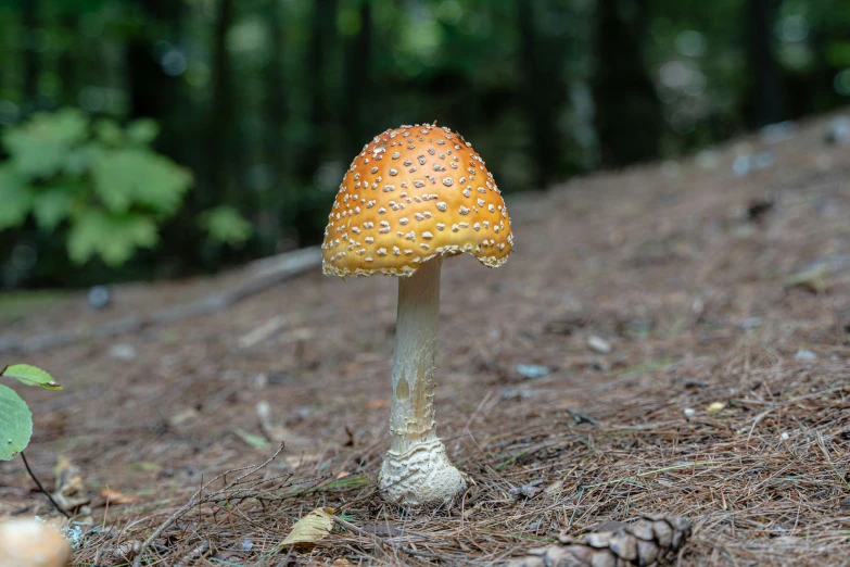 a mushroom that is on the ground next to some trees