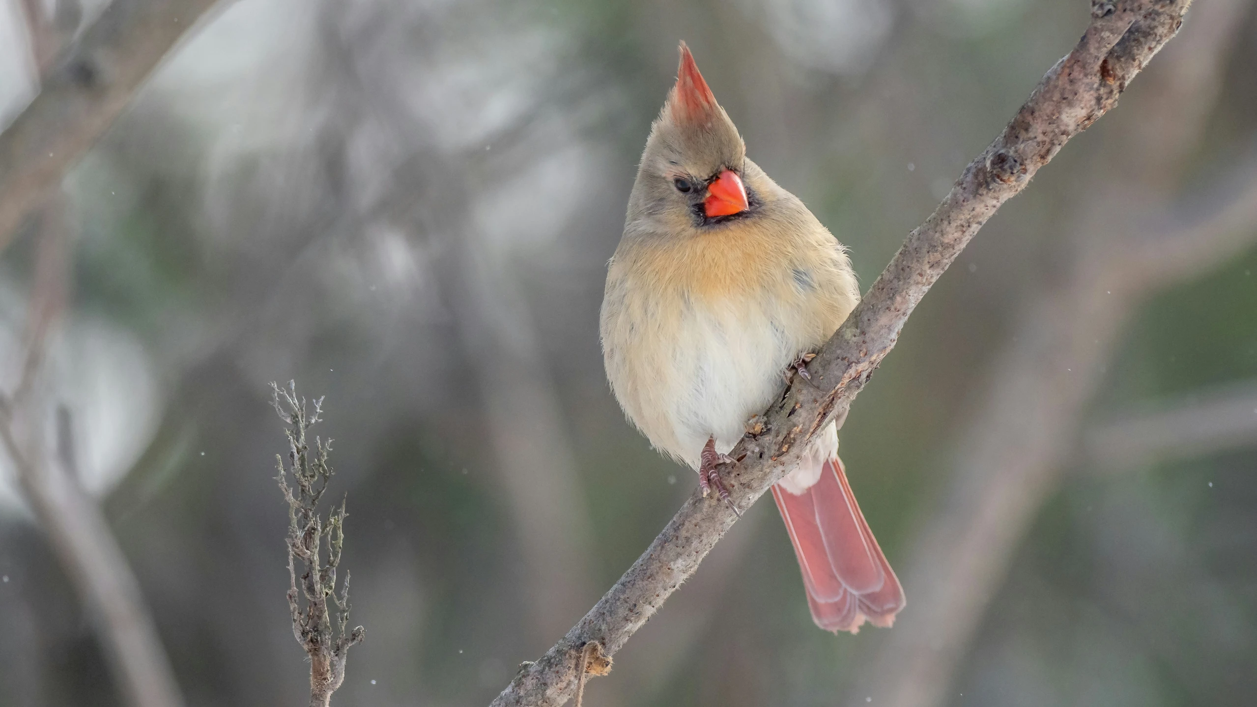 a cardinal sits on a tree nch while the snow is falling