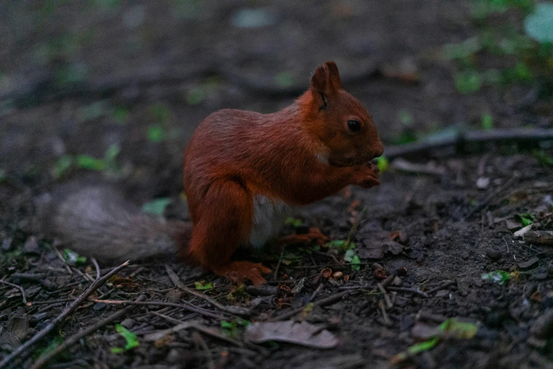 small red squirrel is looking for food in the forest