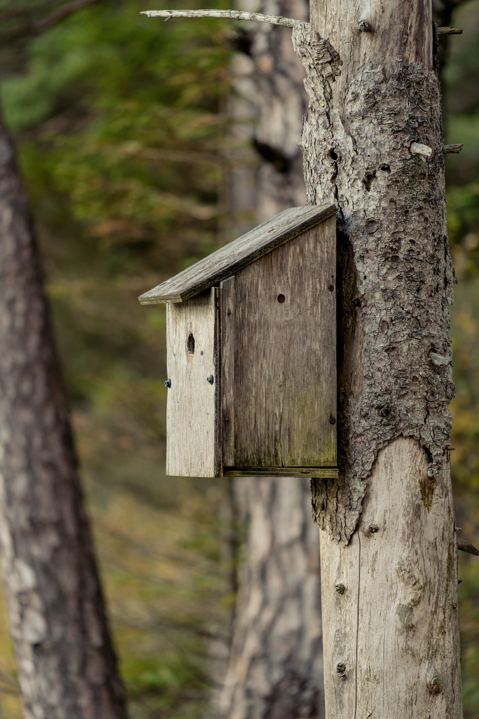 bird house hanging on a tree with several trees in the background