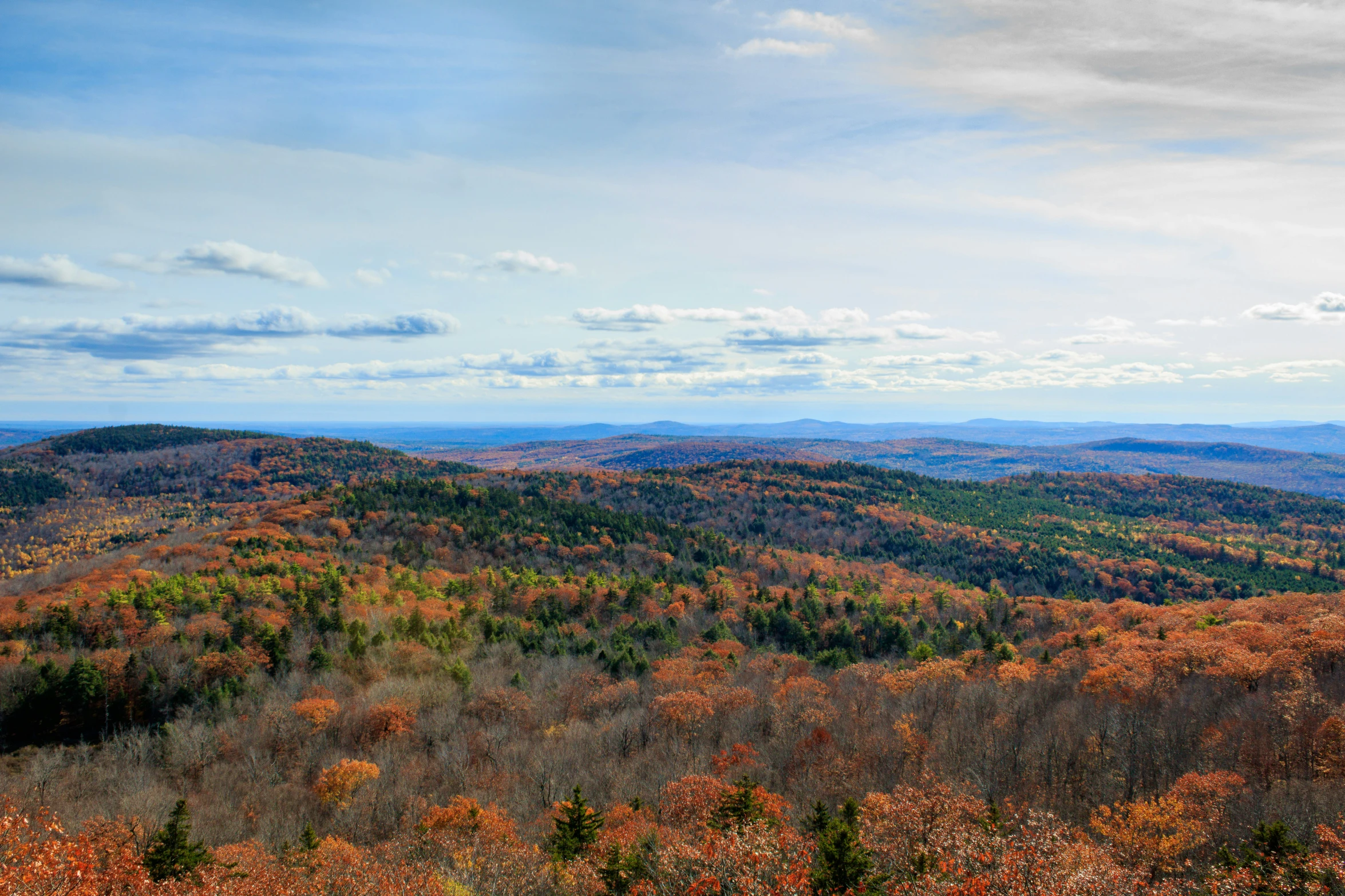 a landscape with trees and grass in the fall