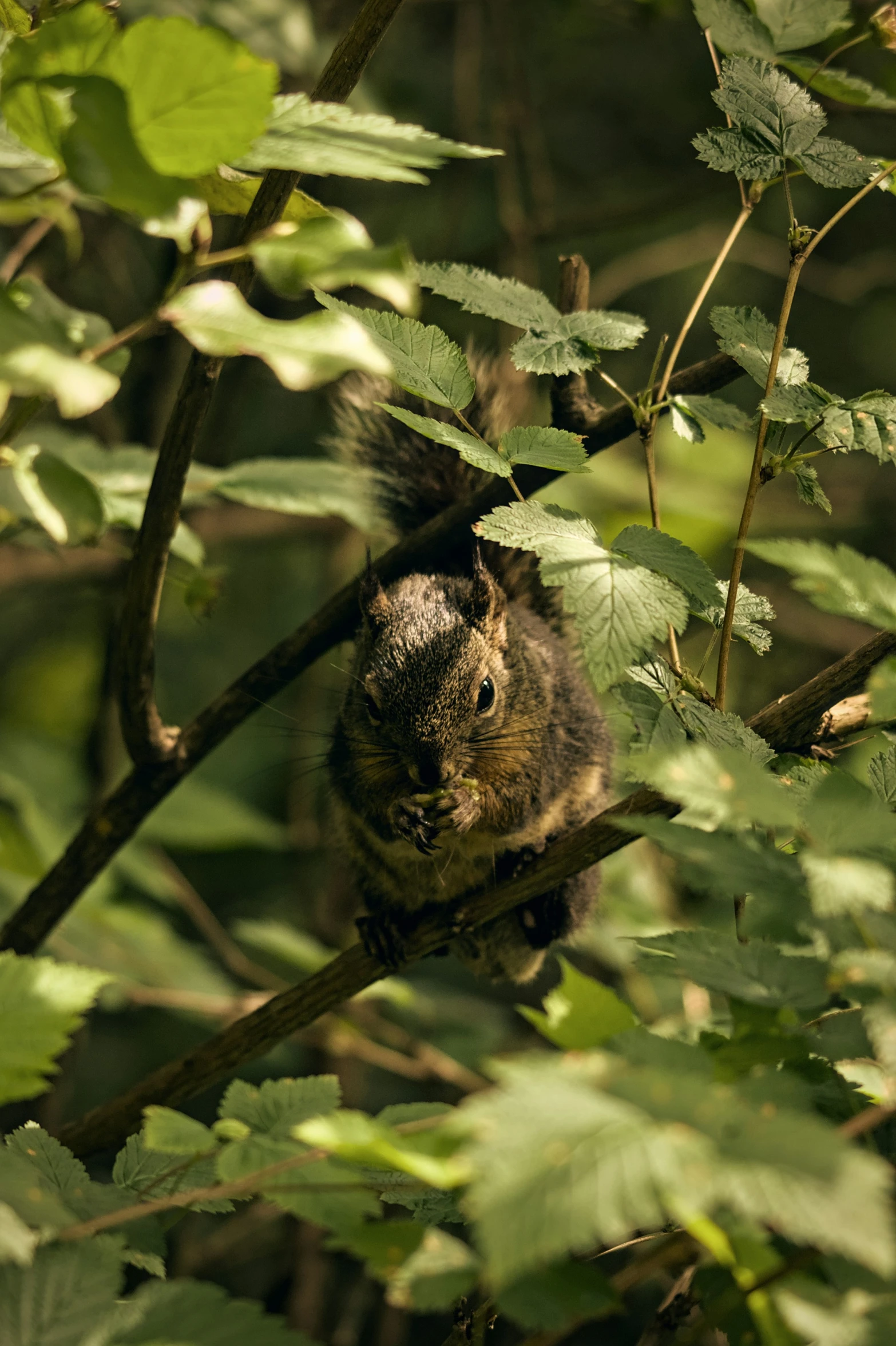 a squirrel in the woods peeking out from among green leaves