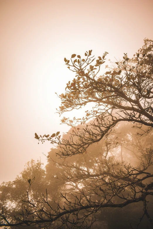 a very hazy landscape with tall trees and birds