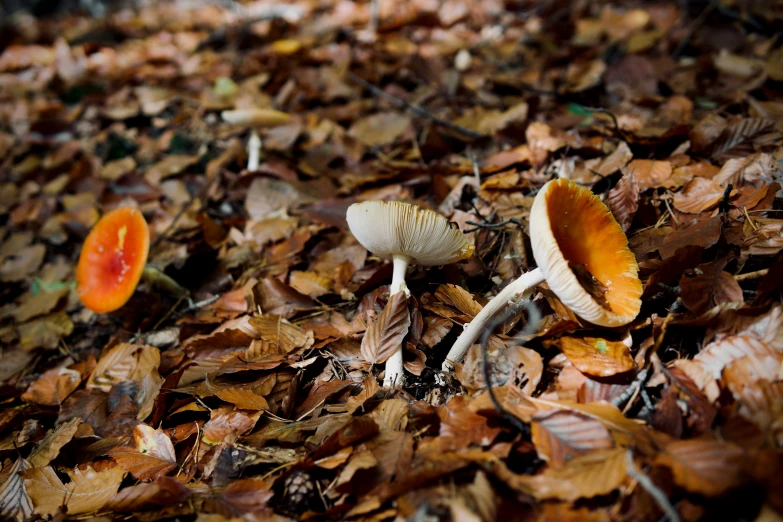 a couple of small mushrooms on a bed of leaves