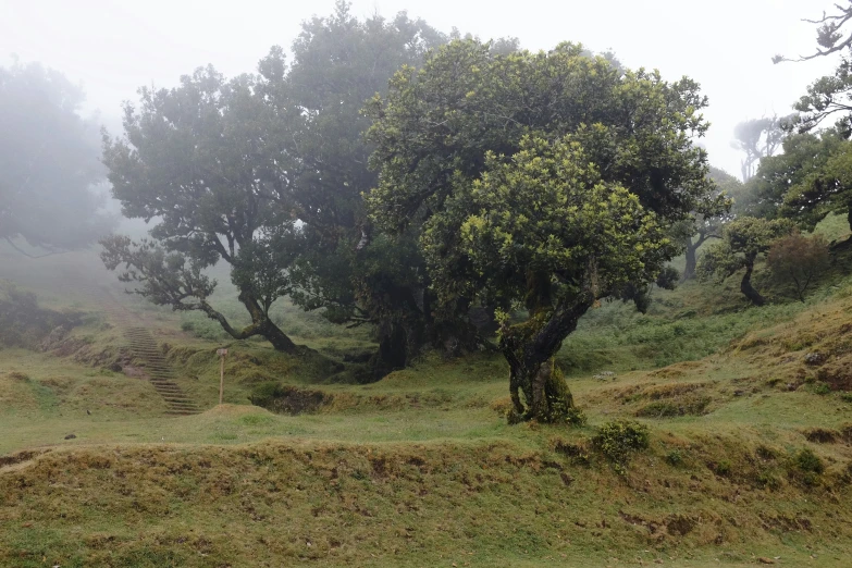 a group of trees that are standing in the grass