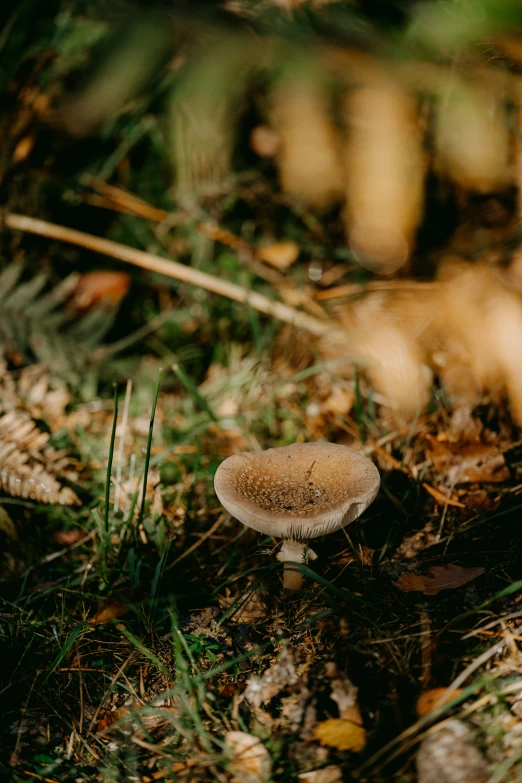 a mushroom sits alone in a patch of grass