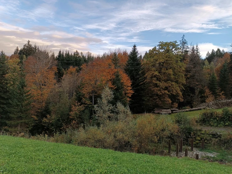 trees are all over the green field outside