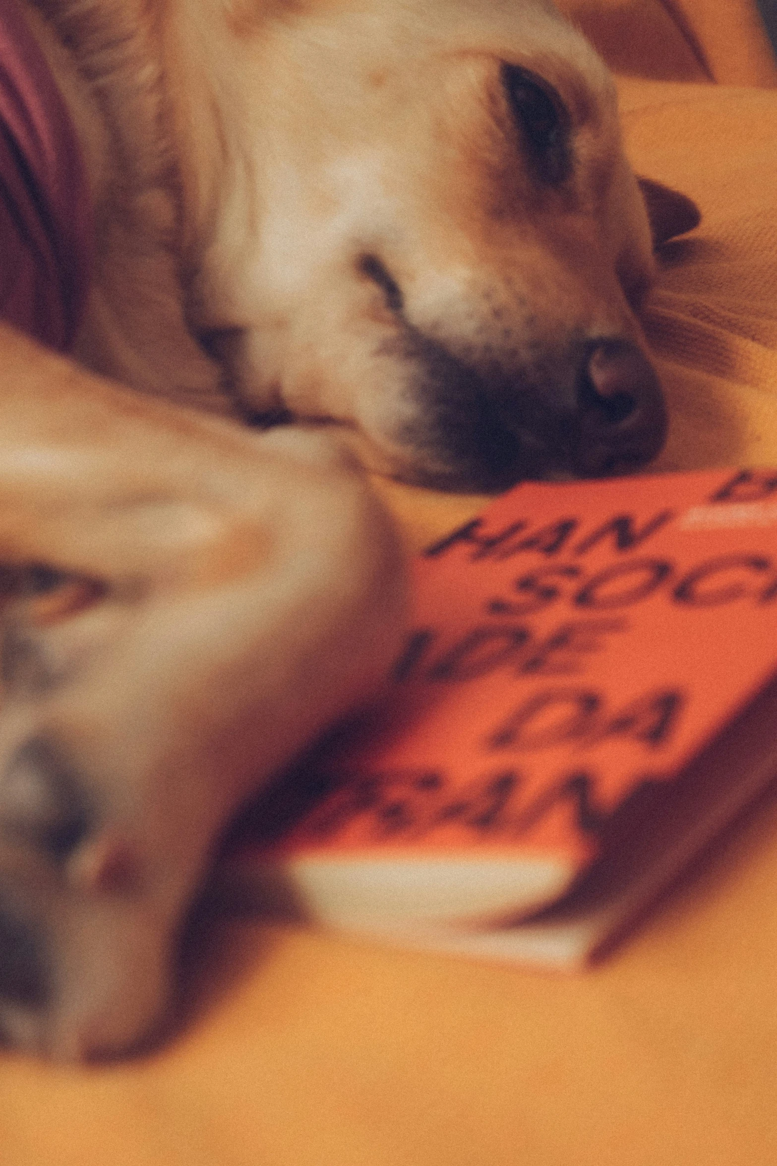 a dog laying on the floor next to an orange object