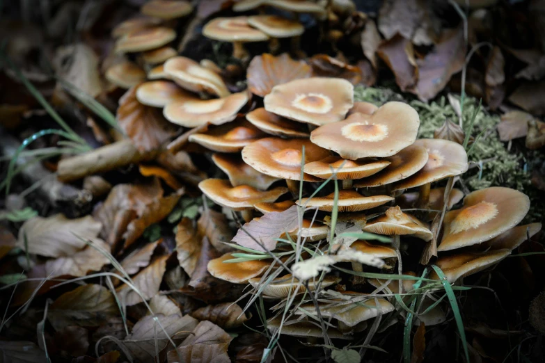 a large cluster of mushrooms on the ground