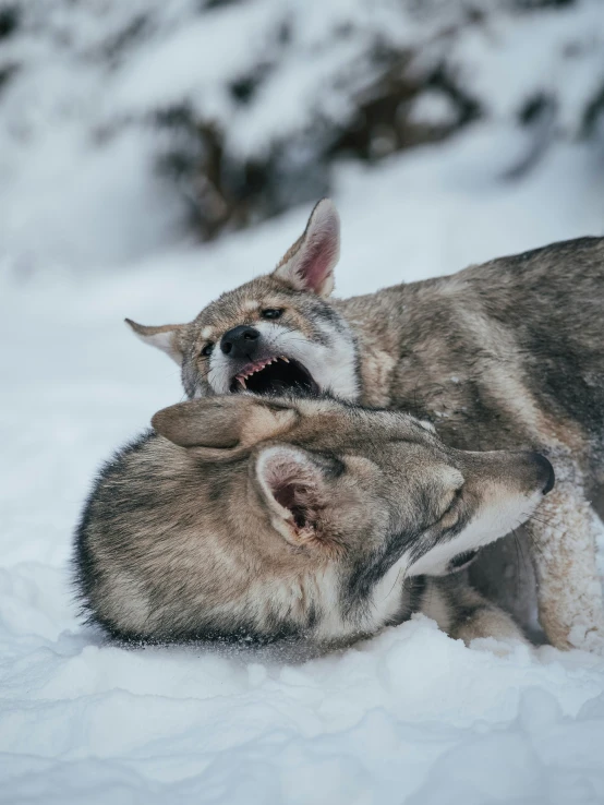 two wild dogs playing in the snow on a sunny day