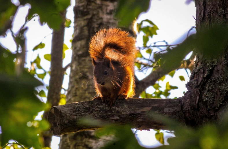 a red squirrel is sitting on a nch