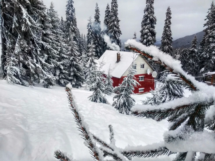 a tree with a house in the background and snow on it