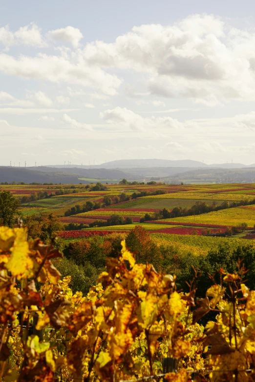 a vineyard with yellow and purple flowers in front