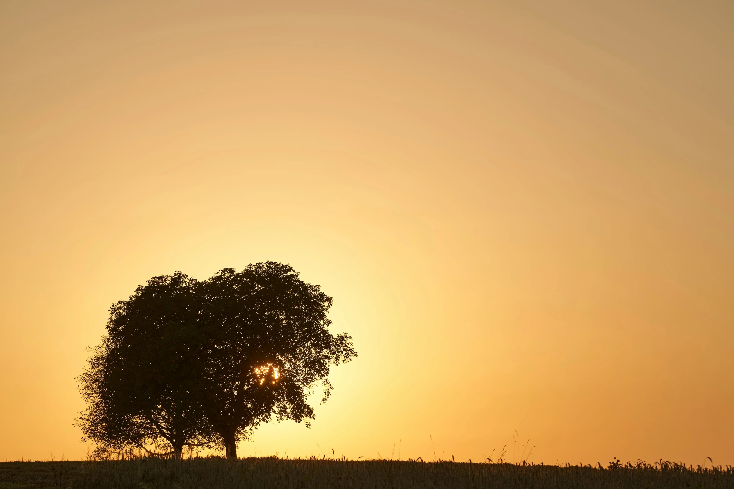 a lone tree sitting in the middle of a grassy field