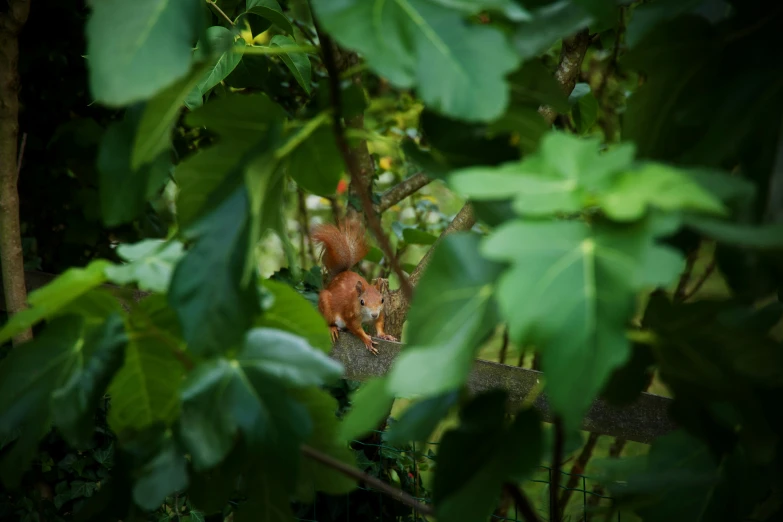 squirrel eating in the forest surrounded by leaves