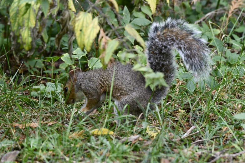 a squirrel is walking across the grass with another animal