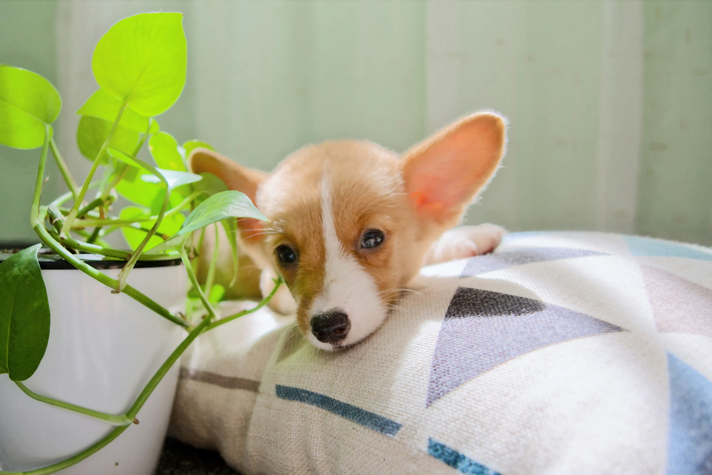 small dog is resting his head on the pillow next to a potted plant