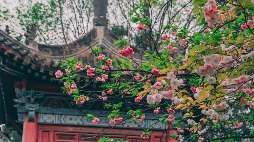 blossoming trees and flowers in front of the chinese temple