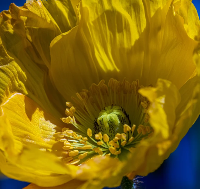 a yellow flower with the center partially covered in dew