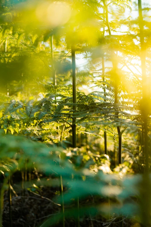 the sun is shining through trees in a wooded area