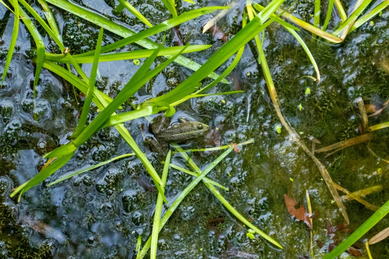 the frog is sitting in the water on the grass