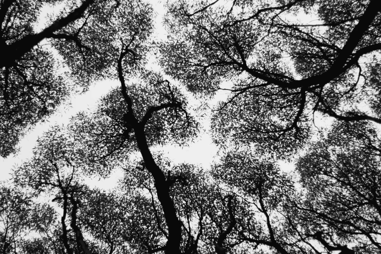 treetops looking up into the sky from below