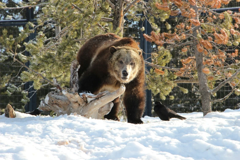 a large brown bear standing on top of snow covered ground