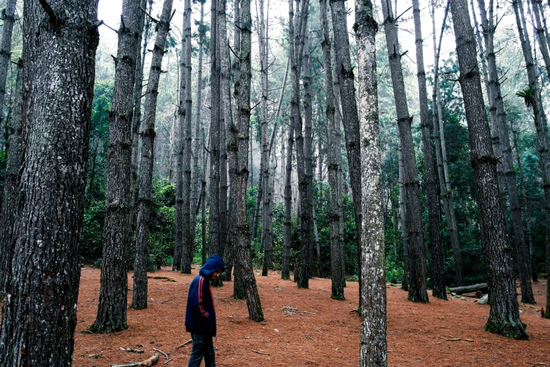 a person standing next to trees in the forest