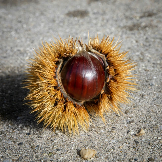 a close up view of an chestnut on the ground