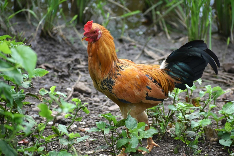 a close up of a chicken in a field with plants