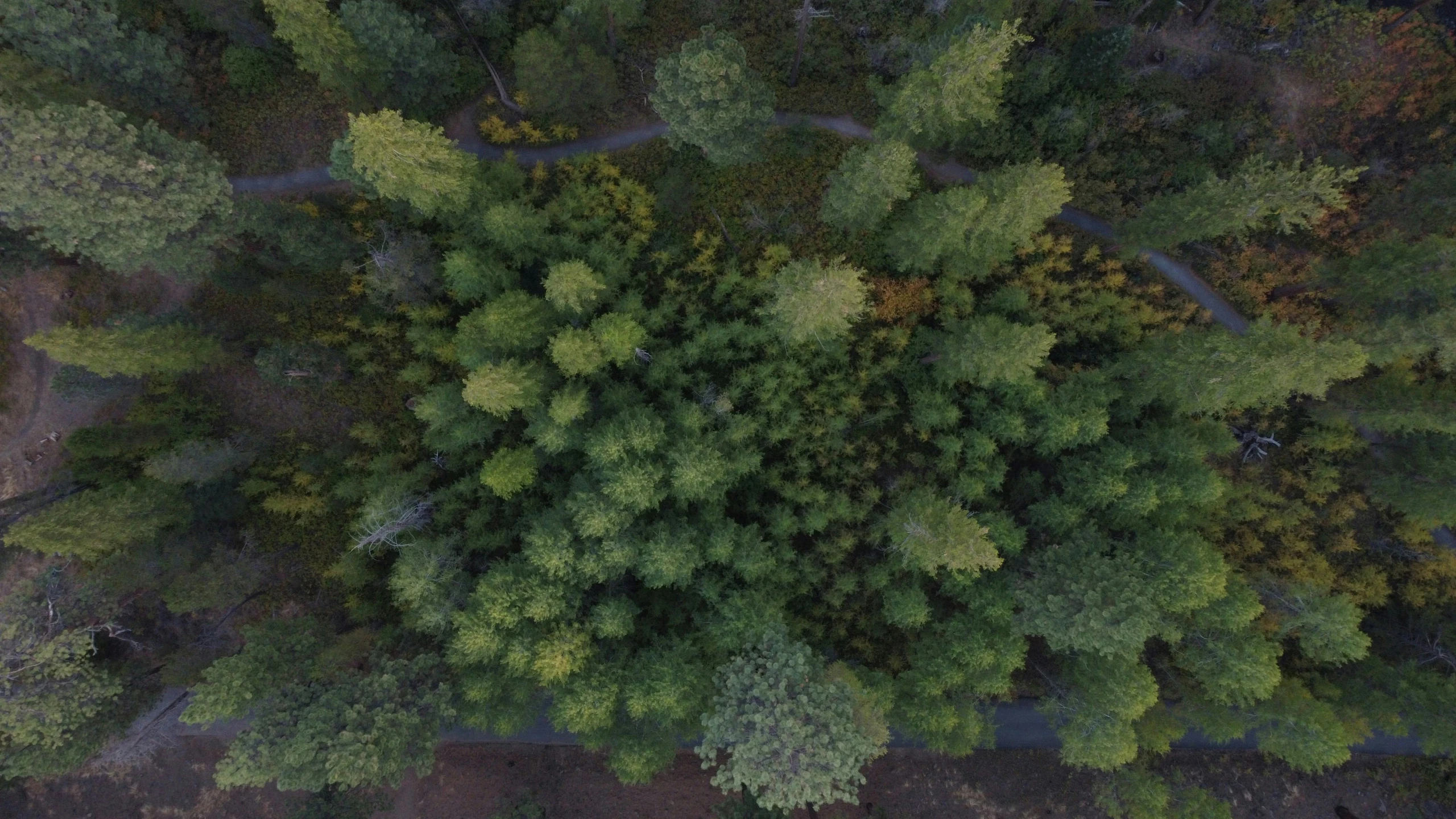 an aerial view of several different types of trees