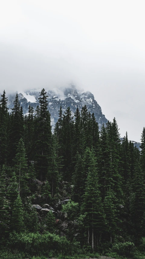 an old pograph of mountains and trees