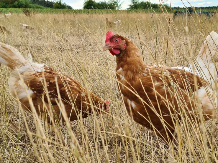 two chickens walking in tall dry grass field