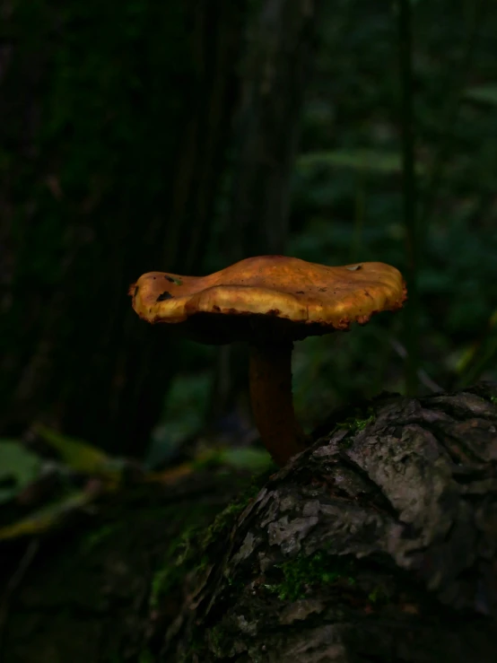 a yellow mushroom is on a fallen tree in a forest
