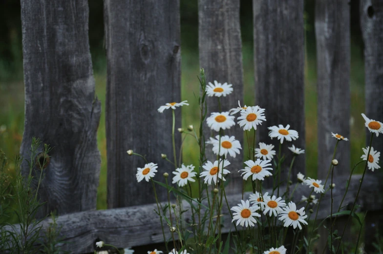 a wooden fence has flowers in the foreground