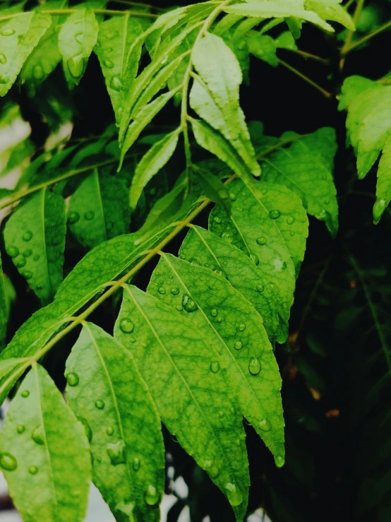 the leaves and droplets of rain on them