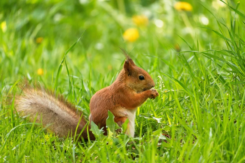 a small squirrel is standing in tall green grass