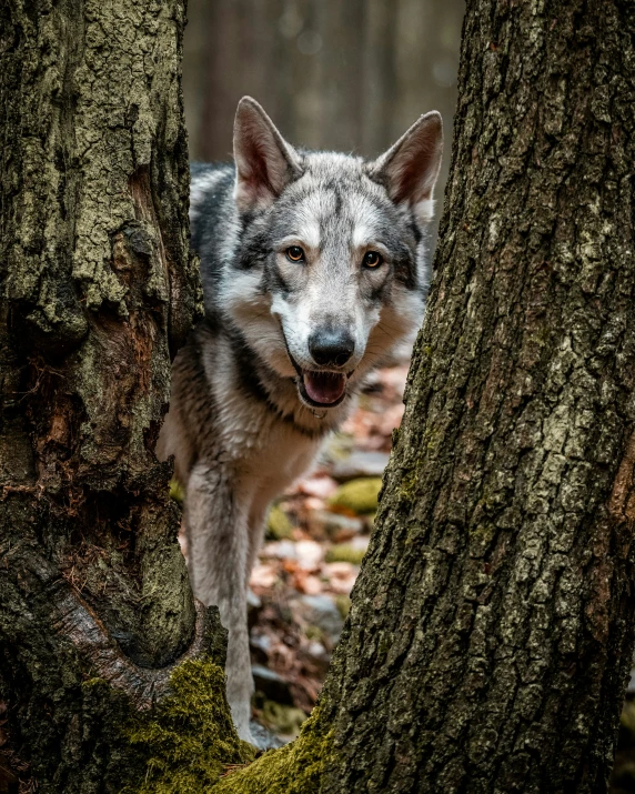 a wolf peering out of a hole in the woods