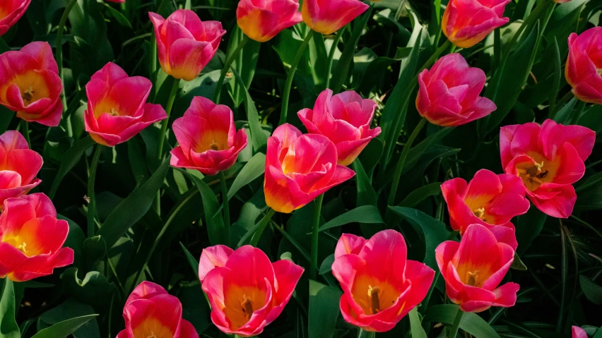 a group of pink and yellow flowers in a flower bed