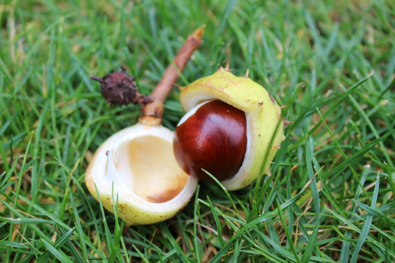 a half - eaten piece of fruit and another fruit on the grass